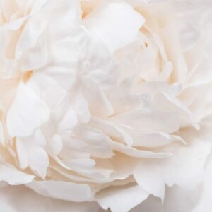 Anthology Elegant Vetyver Unisex Parfum Edp 100 Ml - 4