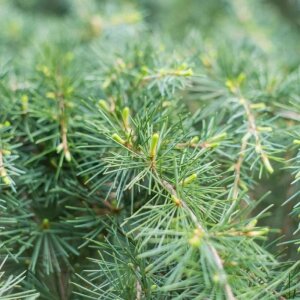 Anthology Fruity Dream Erkek Parfüm Edp 100 Ml - 4