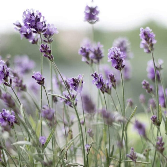 Anthology Oranger Riviera Kadın Parfüm Edp 100 Ml - 4