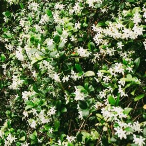 Anthology Purple Crystal Unisex Parfum Edp 100 Ml - 3