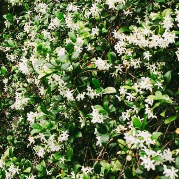 Anthology Purple Crystal Unisex Parfum Edp 100 Ml - 3