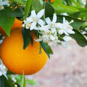 Anthology Sweet Coffee Kadın Parfüm Edp 100 Ml - 4