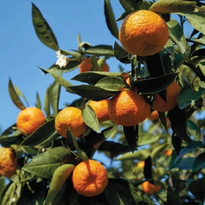 Anthology Vida Loca Kadın Parfüm Edp 100 Ml - 3