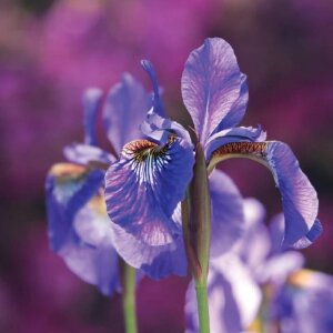 Anthology Vida Loca Kadın Parfüm Edp 100 Ml - 4