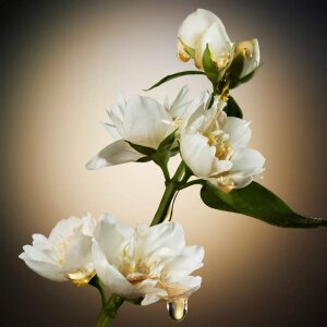 Boss The Scent For Her Kadın Parfüm Edp 100 Ml - 5