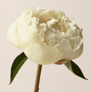 Burberry London Erkek Parfüm Edt 100 Ml - 4