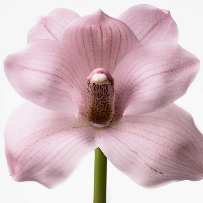 Calvin Klein Euphoria Women Kadın Parfüm Edt Spray 100 Ml - 4