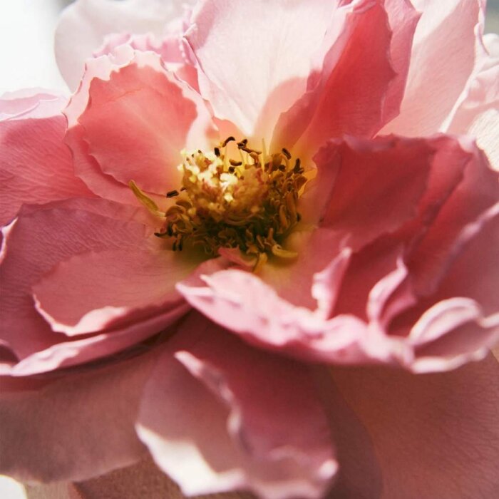 Chloé Eau de Parfum Intense 150 Ml Refill - 6