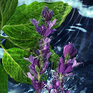 Davidoff Cool Water Erkek Parfüm Edt 125 Ml - 4