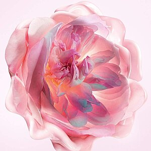 Dior Miss Dior Melt-In Hand Cream 50 Ml - 2