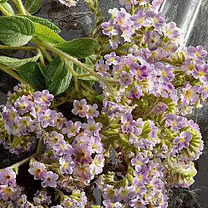 Dolce & Gabbana Q Intense Kadın Parfüm Edp 50 Ml - 4