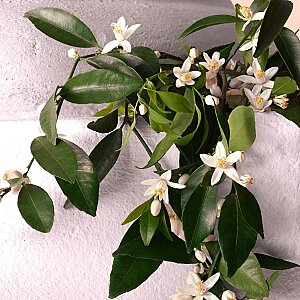 Dolce&Gabbana Devotion Intense Kadın Parfüm Edp 50 Ml - 5