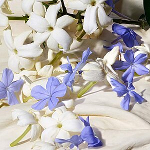 Dolce&Gabbana Dolce Blue Jasmine Kadın Parfüm Edp 50 Ml - 5