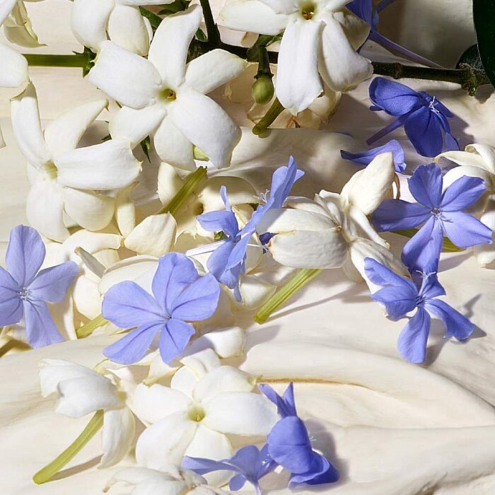Dolce&Gabbana Dolce Blue Jasmine Kadın Parfüm Edp 50 Ml - 5