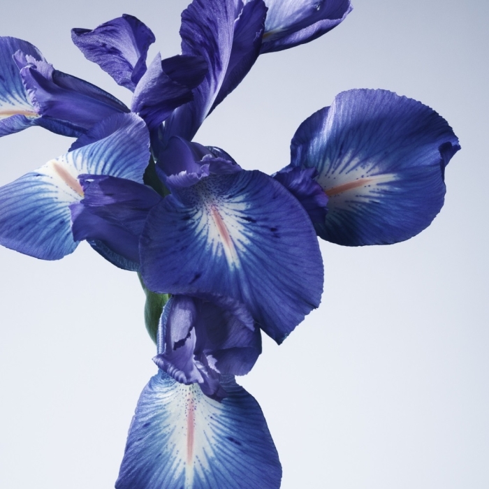 Giorgio Armani Prive Iris Bleu Unisex Parfüm Edt 100 Ml - 5