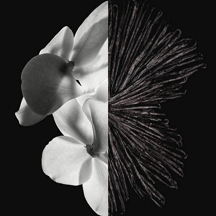 Givenchy Gentleman Erkek Parfüm Edp 100 Ml - 2