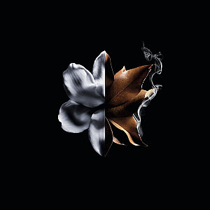 Givenchy L'Interdit Absolu Intense Kadın Parfüm Edp 50 Ml - 4