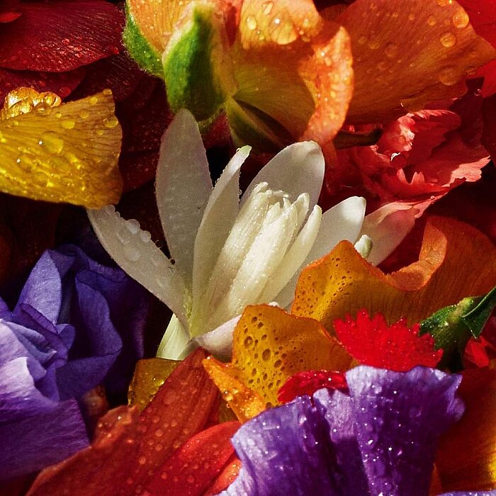 Guerlain Aqua Allegoria Forte Florabloom Kadın Parfüm Edp 75 Ml - 4