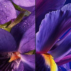 Guerlain Insolence Kadın Parfüm Edp 75 Ml - 3