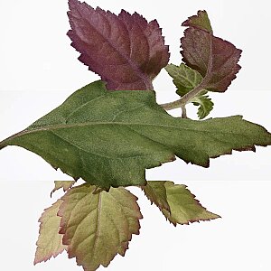 Hermes Elixir Des Merveilles Kadın Parfüm Edp 100 Ml - 4