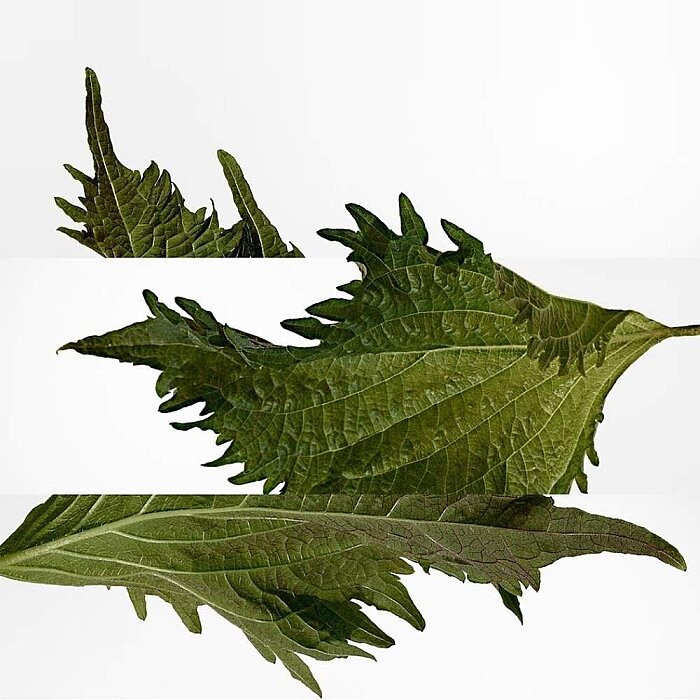 Hermes Terre D'Hermes Pure Erkek Parfüm Edp 200 Ml - 3