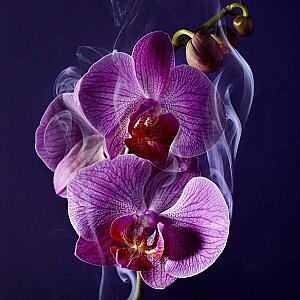 Lancome La Nuit Tresor Kadın Parfüm Edp 100 Ml - 3