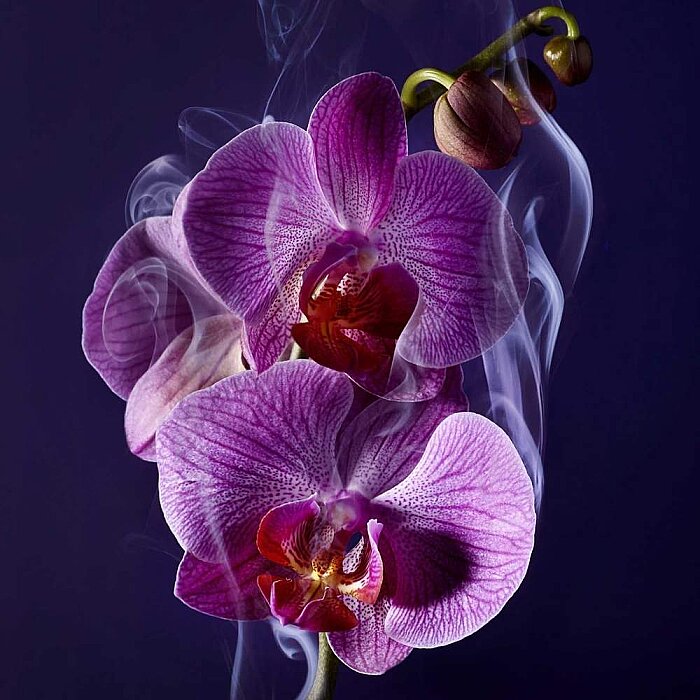 Lancome La Nuit Tresor Kadın Parfüm Edp 100 Ml - 3