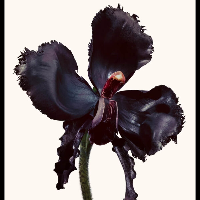 Tom Ford Black Orchid Reserve Unisex Parfüm Edp 100 Ml - 3