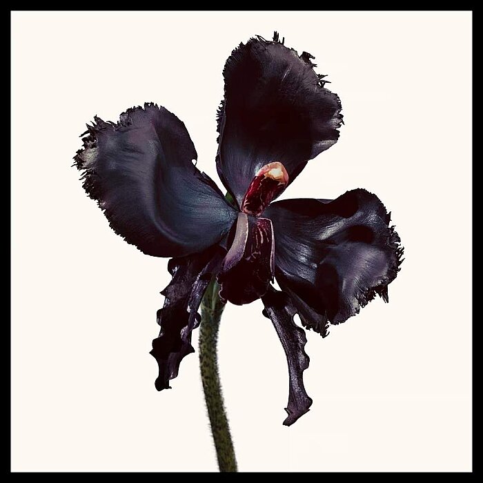 Tom Ford Black Orchid Reserve Unisex Parfüm Edp 100 Ml - 3