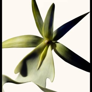Tom Ford Black Orchid Reserve Unisex Parfüm Edp 50 Ml - 4